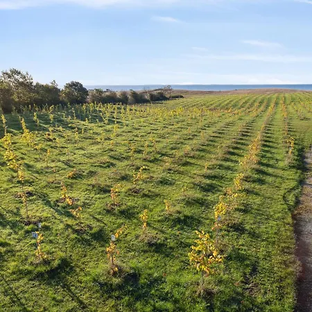 Italien Vinyard Feeling Close To *