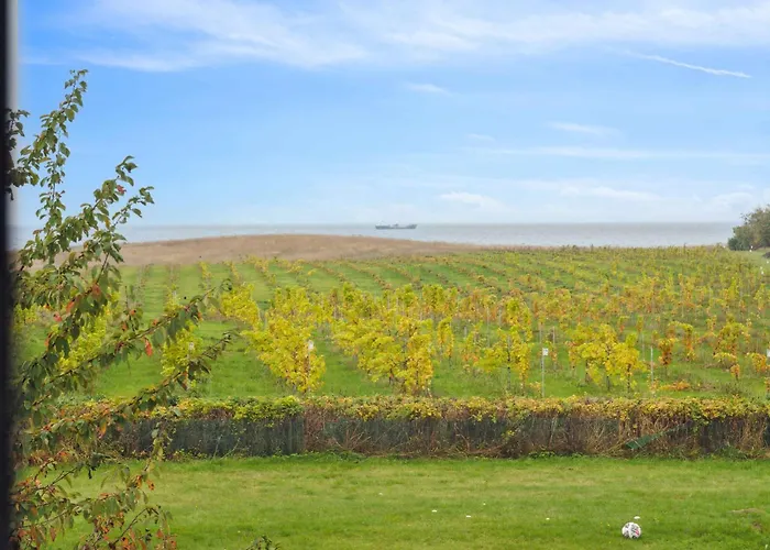 Italien Vinyard Feeling Close To Apartment